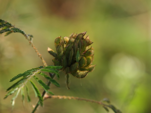 Ảnh của Trinh nữ móc