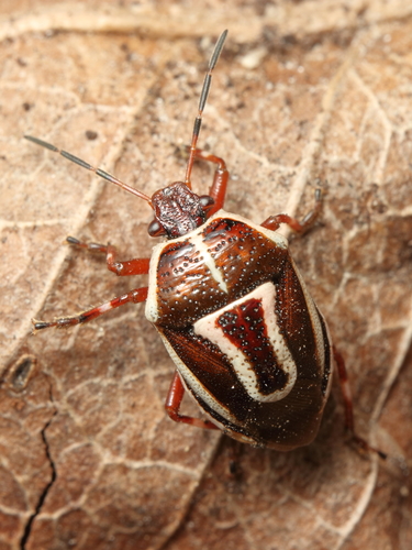 Perillus circumcinctus Stål, 1862
