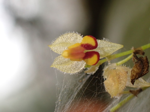 Rhynchion Orchid