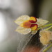 Lepanthes rhynchion - Photo (c) Rudy Gelis, all rights reserved, uploaded by Rudy Gelis