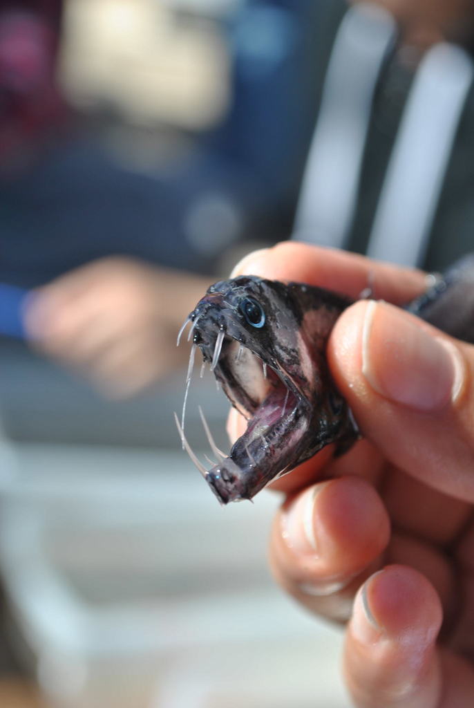 Pacific Viperfish from Monterey County, CA, USA on October 21, 2014 at