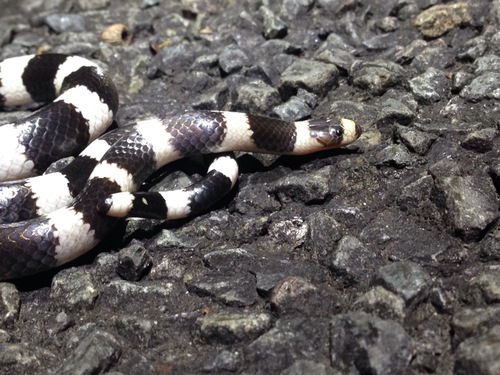 Eastern Bandy Bandy sighting