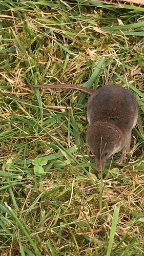Vagrant Shrew