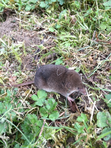 Vagrant Shrew