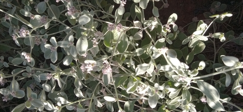 cotton bush
