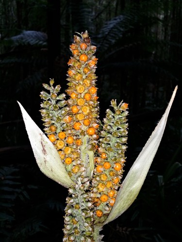 Astelia australiana