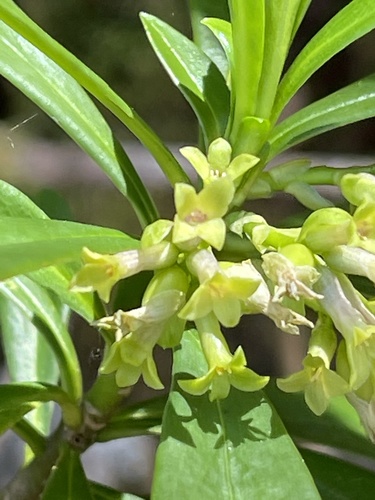 Spurge-laurel