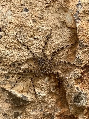 Karaops dawara · iNaturalist Mexico