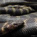 Kalimantan Sea Snake - Photo (c) Chien Lee, all rights reserved, uploaded by Chien Lee