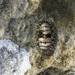 Eastern Surf Chiton - Photo (c) rafagomez73, all rights reserved