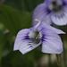 Viola × malteana - Photo (c) Tom Fishburn, todos los derechos reservados, subido por Tom Fishburn