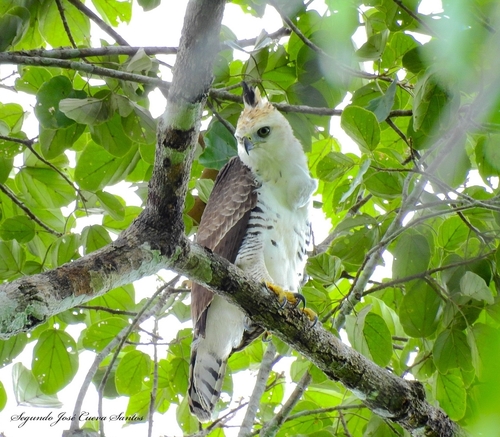 Águila Elegante (Spizaetus ornatus) · NaturaLista Colombia