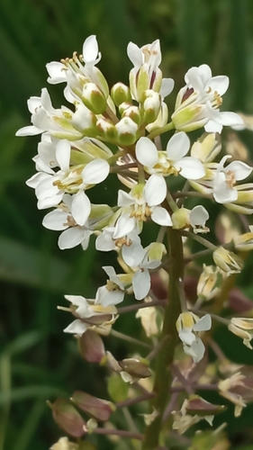 Lepidium glastifolium