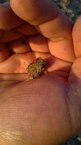iNaturalist observation photo of California Toad