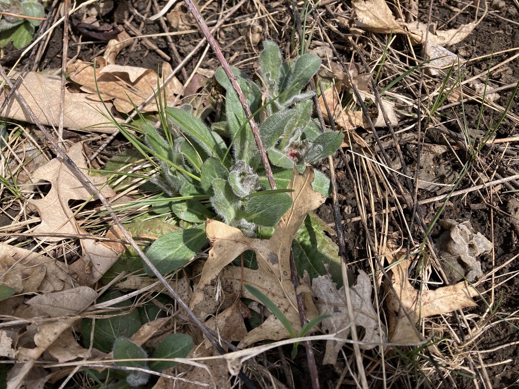 dicots from Great River Bluffs State Park, Winona, MN, US on April 16 ...