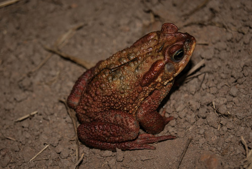 Rusty Toad