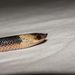 Argentine Pampas Snake - Photo (c) Rodrigo Tinoco, all rights reserved, uploaded by Rodrigo Tinoco