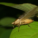 Xestophrys javanicus - Photo 由 Taewoo Kim 所上傳的 (c) Taewoo Kim，保留所有權利