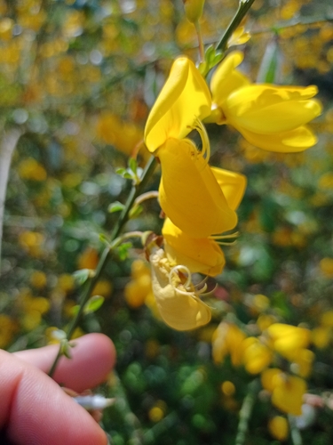 Portuguese Broom