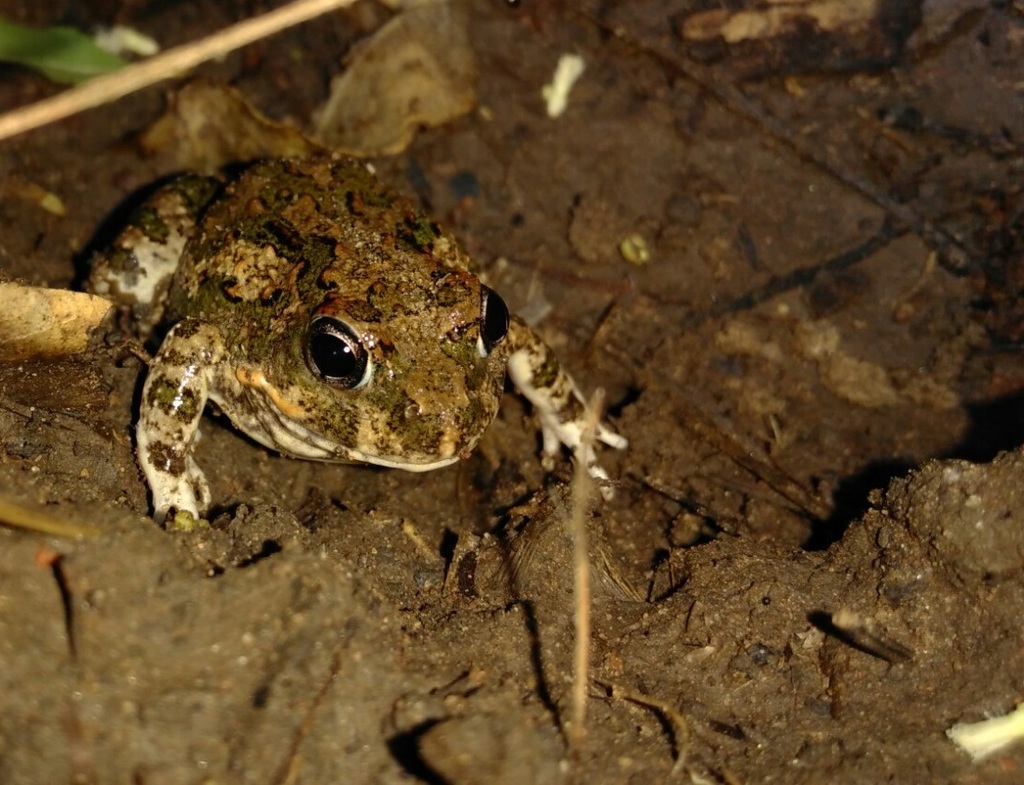 Sand Frog Back Tandy's sand frog from Waterberg, Zuid-Afrika on December 7, 2017 at 03 ...