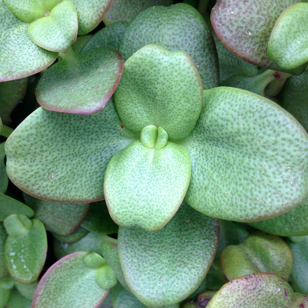 Crassula multicava