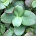 Crassula multicava - Photo (c) Phil Garnock-Jones, כל הזכויות שמורות, הועלה על ידי Phil Garnock-Jones