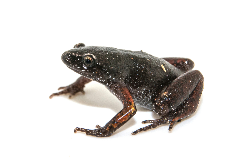 Schubart's Humming Frog (Chiasmocleis schubarti)