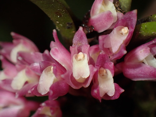 Aggregata Orchid