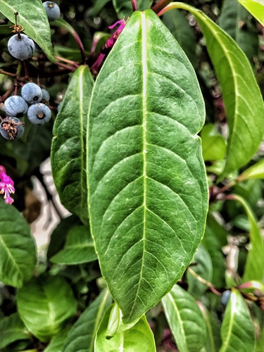 shrubby fuchsia