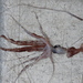 Calycine Long-armed Squid - Photo (c) Grant Law, all rights reserved, uploaded by Grant Law