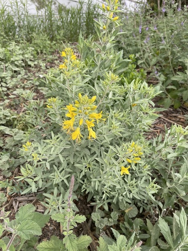 iNaturalist observation photo of Bladderpod