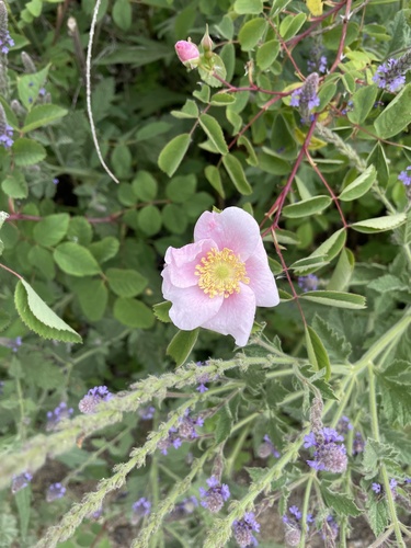 iNaturalist observation photo of California Wild Rose