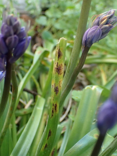 Bluebell rust