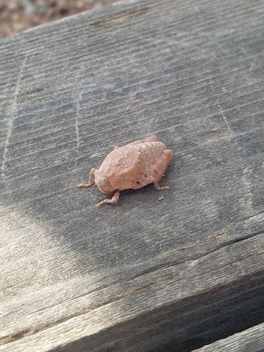 Robust Toad Lubber