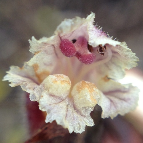 Common Broomrape