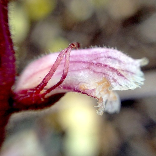 Common Broomrape