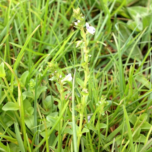 Čiobralapė veronika nuotrauka