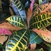 Variegated Croton - Photo (c) Cyr DeShaun Harrison, all rights reserved