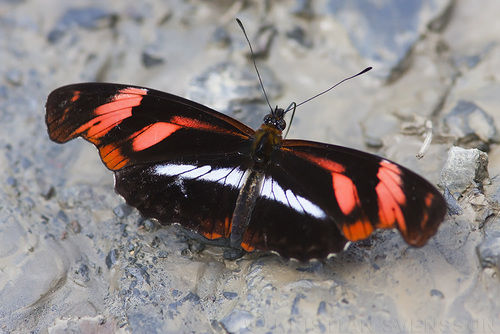 Podotricha telesiphe