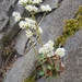 Virginia Saxifrage - Photo (c) Laura Stark, all rights reserved, uploaded by Laura Stark