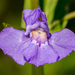 Mimulus ringens - Photo 由 Joshua Lincoln 所上傳的 (c) Joshua Lincoln，保留所有權利