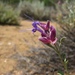 Salvia pachyphylla meridionalis - Photo (c) kardoncito, todos los derechos reservados, subido por kardoncito