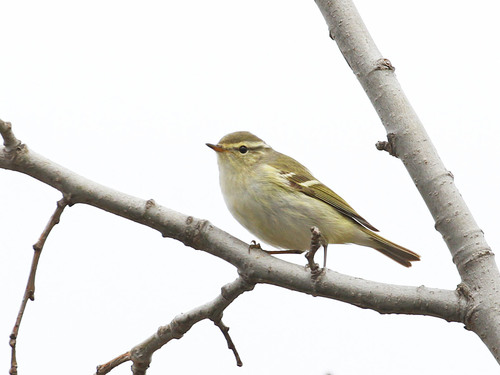 Yellow-browed Warbler