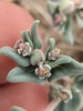 Euphorbia lata - Photo (c) Eric Knight, todos los derechos reservados, subido por Eric Knight