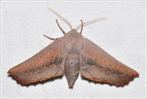 Monoctenia smerintharia Felder & Rogenhofer, 1875