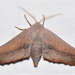 Dark Leaf Moth - Photo (c) tricarpa, all rights reserved, uploaded by tricarpa
