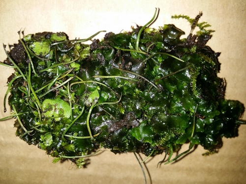 Phaeoceros engelii
