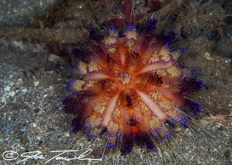 Fire Urchin