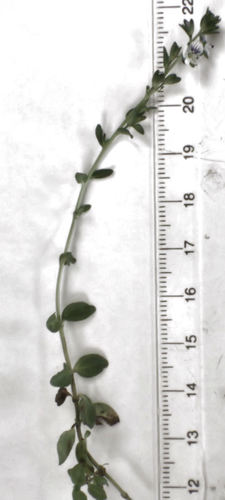 Čiobralapė veronika nuotrauka