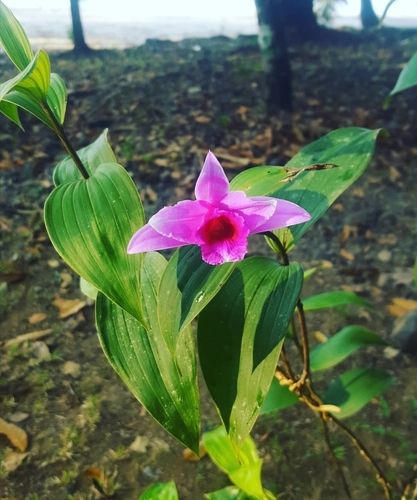 Sobralia decora image